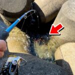 【穴釣り】エサ代0円。想定外の化け物が釣れました