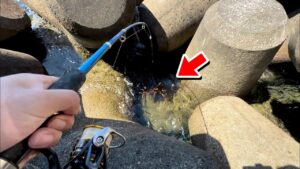 【穴釣り】エサ代0円。想定外の化け物が釣れました