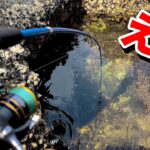 【穴釣り】エサ代0円。とんでもない化け物が釣れました