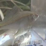 【タナゴ釣り 小物釣り】下手賀沼周辺の田んぼと川沿いの道の間のホソで小物釣り エサ：グルテン1(ワン) 2024年11月中旬