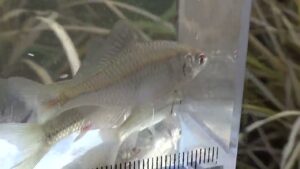 【タナゴ釣り 小物釣り】下手賀沼周辺の田んぼと川沿いの道の間のホソで小物釣り エサ：グルテン1(ワン) 2024年11月中旬