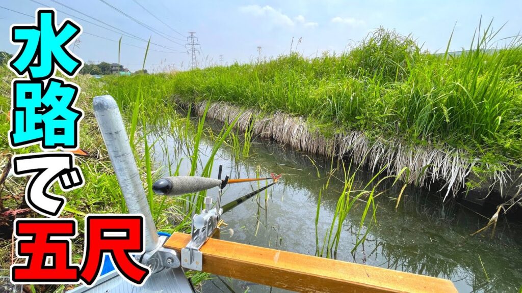 産卵する魚の通り道を1.5mの竿で狙い撃ちした【埼玉県白岡市 柴山沼の水路】