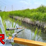 産卵する魚の通り道を1.5mの竿で狙い撃ちした【埼玉県白岡市 柴山沼の水路】