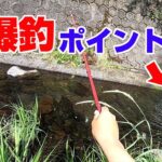 【田舎の川】100均竿で釣り対決やってみた
