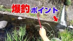 【田舎の川】100均竿で釣り対決やってみた