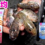 100均の釣具だけでどれだけ釣れるかやってみた【ENG SUB】