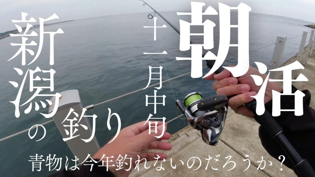 【新潟釣り】11月の朝活釣り！新潟の海で何が釣れたのか！？