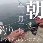 【新潟釣り】11月の朝活釣り！新潟の海で何が釣れたのか！？