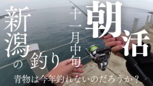 【新潟釣り】11月の朝活釣り！新潟の海で何が釣れたのか！？