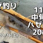 【ハゼ釣り】11月中旬のハゼ釣り20cm 2024年11月16日