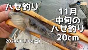 【ハゼ釣り】11月中旬のハゼ釣り20cm 2024年11月16日