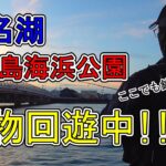 浜名湖 釣り【#130】弁天島海浜公園でも青物が釣れるらしい。