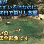 半日1650円で釣りし放題の管理釣り場にまた行ってきた動画
