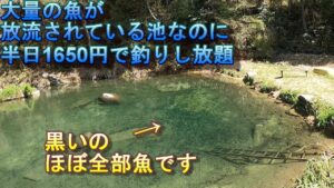 半日1650円で釣りし放題の管理釣り場にまた行ってきた動画