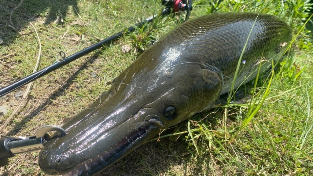 【バス釣り】してたら野池で1m超え最大サイズの怪魚捕獲。ブラックバス泳がせ釣りで衝撃映像。【後編】【ため池】【野池】【野生のアリゲーターガー】【浮き釣】【岡山】【釣り方解説】