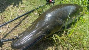 【バス釣り】してたら野池で1m超え最大サイズの怪魚捕獲。ブラックバス泳がせ釣りで衝撃映像。【後編】【ため池】【野池】【野生のアリゲーターガー】【浮き釣】【岡山】【釣り方解説】