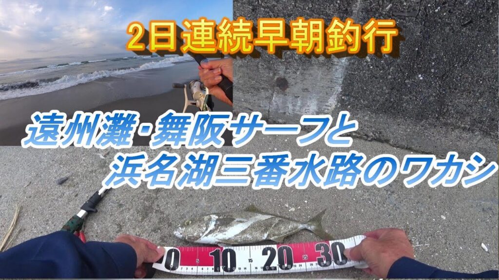 2日連続早朝釣行 釣りのシーズン最盛期迎えた 遠州サーフと浜名湖青物狙い