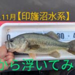 2024.11月【印旛沼水系バス釣り】チャターの練習。大物ヒットするも😭