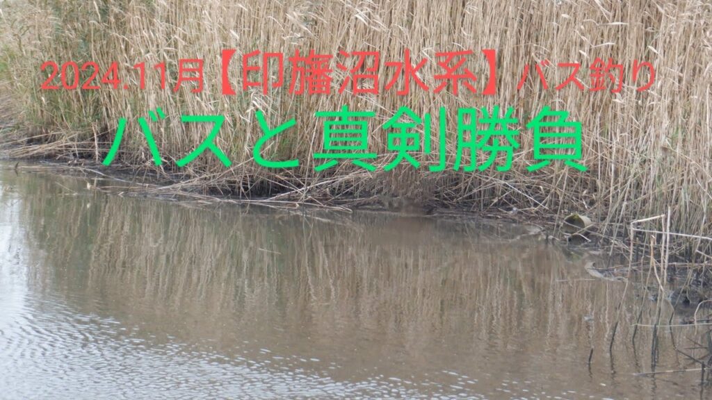 2024.11月【印旛沼水系　バス釣り】巻き？撃ち？全身全霊で挑む🫡