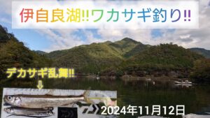 伊自良湖‼️ワカサギ釣り‼️デカサギ乱舞‼️2024年11月12日