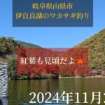 岐阜県山県市伊自良湖のワカサギ釣り。紅葉も見頃だよ🍁2024年11月25日