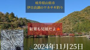 岐阜県山県市伊自良湖のワカサギ釣り。紅葉も見頃だよ🍁2024年11月25日