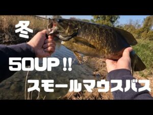 冬‼︎50UP‼︎スモールマウスバス‼︎川バス釣り【バス釣り】