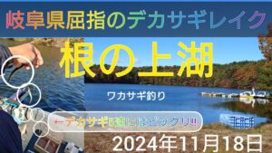 岐阜県屈指のデカサギレイク。根の上湖のワカサギ釣り。デカサギ5連にはビックリ‼️2024年11月18日
