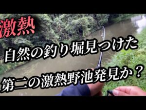 #54（関東バス釣り）自然の釣り堀見つけたかも！第二の激熱野池発見か？