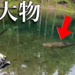 超大物！80オーバーが釣れる夢のフィールド！イワナセンター釣行【エリアトラウト　管理釣り場　管釣り】