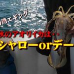 【海釣り検証】晩秋のBIGアオリイカが釣れる時期に突入！？検証