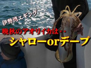 【海釣り検証】晩秋のBIGアオリイカが釣れる時期に突入!?検証