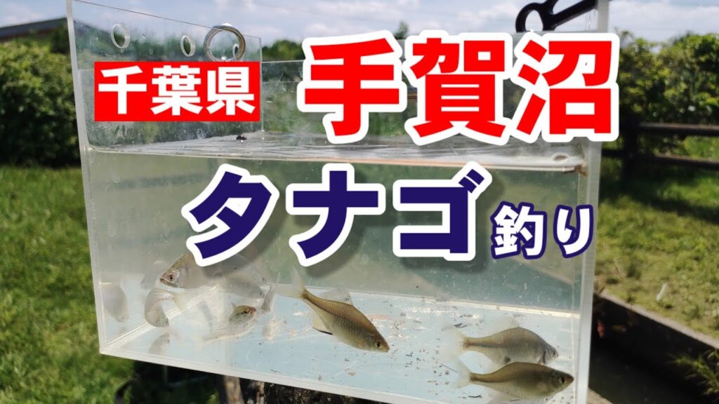 手賀沼タナゴ釣り【千葉県】Fishing Girl | Best Fishing Video