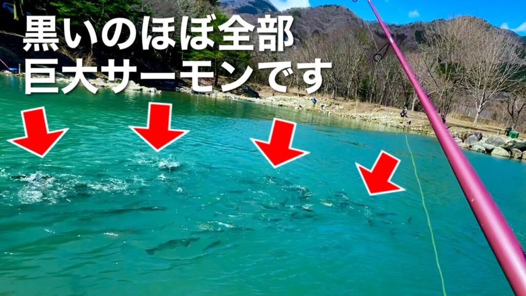大物サーモンの巣窟と化した衝撃の管理釣り場はここ!!釣って刺身で食います。  エリアトラウトin蛇尾川フィッシングパーク