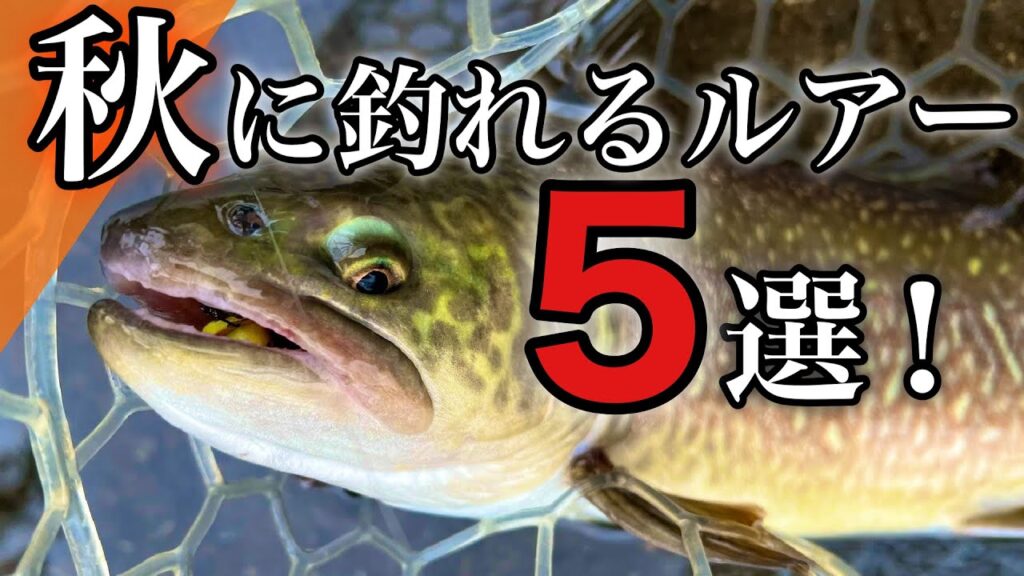 買って損しない！秋にオススメの管釣りルアー５選！【エリアトラウト　管理釣り場】