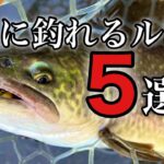 買って損しない！秋にオススメの管釣りルアー５選！【エリアトラウト　管理釣り場】