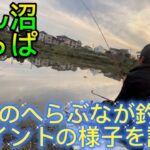 大型のへらぶなが狙える激浅のびん沼広っぱの調子はいかに？