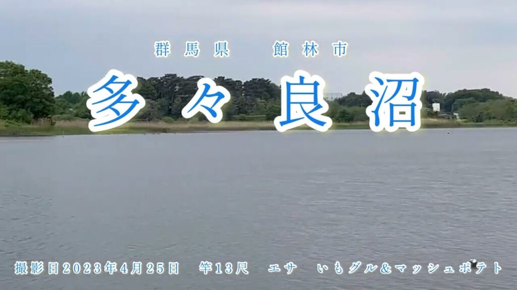 群馬県 館林市 多々良沼で、ちょい釣りしたら、バクバクでした。型は小さいけど⁉️