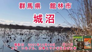 群馬県館林市　城沼　冬の寒中野釣り　〜尺ベラをねらえ〜