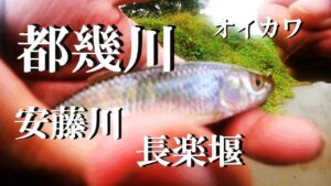 【都幾川、安藤川、長楽堰、ルアー釣り、餌釣り（ブラクリ）】【利根川＆荒川水系、バス、コイ、雷魚、ナマズ、フナ、クチボソ、餌釣り、フィシング、魚、埼玉、東松山市、下押垂エリア】