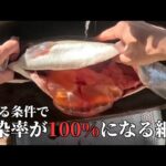 【衝撃的】管理釣り場のトラウトがとある条件によって即感染してしまう細菌について#釣り #管理釣り場 #感染症