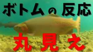 管理釣り場 水中映像!バイトが丸見え!