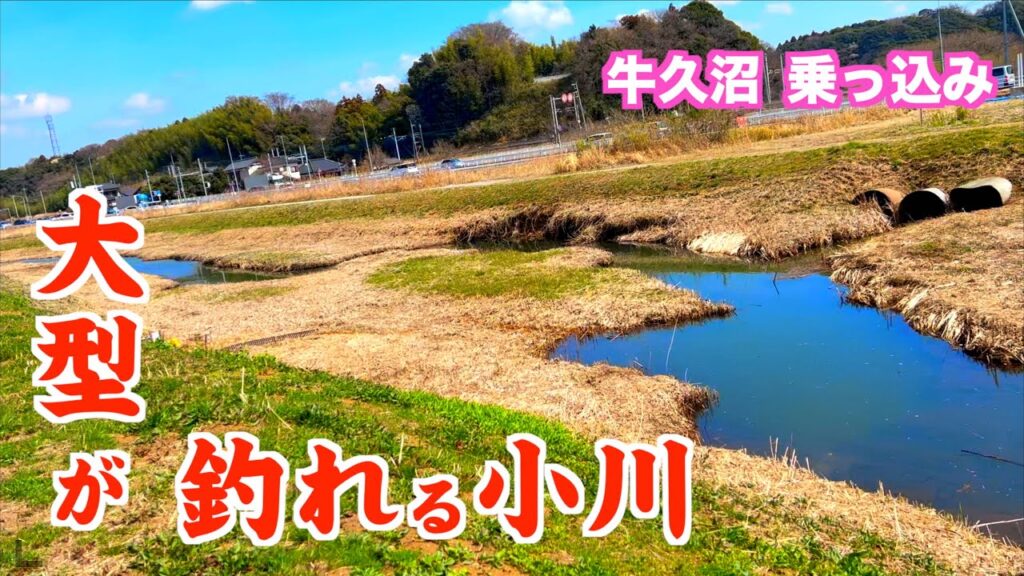 乗っ込みのヘラブナが狂ったように釣れる小川【牛久沼乗っ込みへらぶな釣り】手賀沼の情報も有り