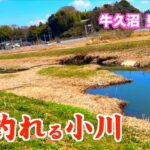 乗っ込みのヘラブナが狂ったように釣れる小川【牛久沼乗っ込みへらぶな釣り】手賀沼の情報も有り