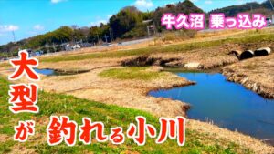 乗っ込みのヘラブナが狂ったように釣れる小川【牛久沼乗っ込みへらぶな釣り】手賀沼の情報も有り