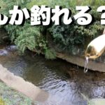 小さい川でスプーン投げてみたら…#渓流#小川#ルアー釣り