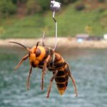 入れ食い状態の海にオオスズメバチを落とすと...