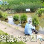 【小物釣り】繊細な釣り！埼玉のびん沼 親水公園でタナゴ釣り。【淡水】