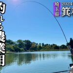山林にある溜め池に新ベラが放流されたのでチョーチンウドンセットで釣りまくる！【箕和田湖】