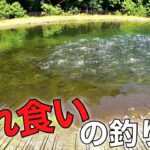 【大物に効くのはこれ？】意外なルアーで大物を連発する！イワナセンター釣行【エリアトラウト　管理釣り場】